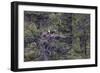 Osprey (Pandion Haliaetus) Fledglings-Michael Nolan-Framed Photographic Print