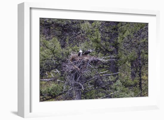 Osprey (Pandion Haliaetus) Fledglings-Michael Nolan-Framed Photographic Print