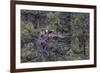 Osprey (Pandion Haliaetus) Fledglings-Michael Nolan-Framed Photographic Print