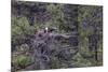 Osprey (Pandion Haliaetus) Fledglings-Michael Nolan-Mounted Photographic Print