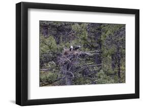 Osprey (Pandion Haliaetus) Fledglings-Michael Nolan-Framed Premium Photographic Print