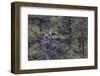 Osprey (Pandion Haliaetus) Fledglings-Michael Nolan-Framed Photographic Print