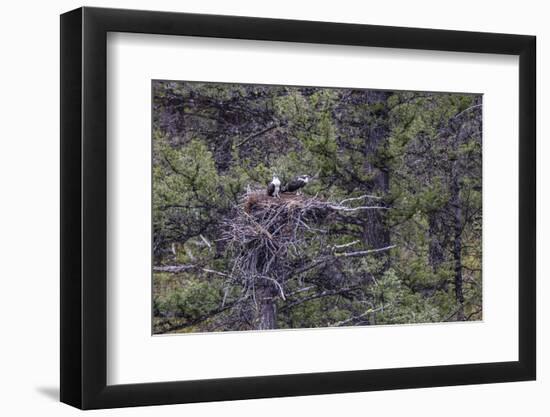 Osprey (Pandion Haliaetus) Fledglings-Michael Nolan-Framed Photographic Print