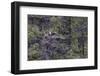 Osprey (Pandion Haliaetus) Fledglings-Michael Nolan-Framed Photographic Print