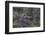 Osprey (Pandion Haliaetus) Fledglings-Michael Nolan-Framed Photographic Print