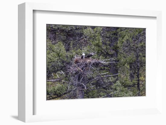 Osprey (Pandion Haliaetus) Fledglings-Michael Nolan-Framed Photographic Print