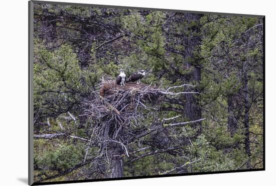 Osprey (Pandion Haliaetus) Fledglings-Michael Nolan-Mounted Photographic Print