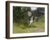 Osprey (Pandion Haliaetus) Flying With Fish Prey, Pirkanmaa, Finland, August-Jussi Murtosaari-Framed Photographic Print