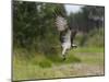 Osprey (Pandion Haliaetus) Flying With Fish Prey, Pirkanmaa, Finland, August-Jussi Murtosaari-Mounted Photographic Print
