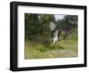 Osprey (Pandion Haliaetus) Flying With Fish Prey, Pirkanmaa, Finland, August-Jussi Murtosaari-Framed Photographic Print