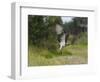 Osprey (Pandion Haliaetus) Flying With Fish Prey, Pirkanmaa, Finland, August-Jussi Murtosaari-Framed Photographic Print