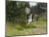 Osprey (Pandion Haliaetus) Flying With Fish Prey, Pirkanmaa, Finland, August-Jussi Murtosaari-Mounted Photographic Print