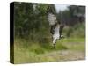 Osprey (Pandion Haliaetus) Flying With Fish Prey, Pirkanmaa, Finland, August-Jussi Murtosaari-Stretched Canvas