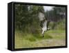 Osprey (Pandion Haliaetus) Flying With Fish Prey, Pirkanmaa, Finland, August-Jussi Murtosaari-Framed Stretched Canvas