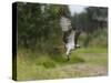 Osprey (Pandion Haliaetus) Flying With Fish Prey, Pirkanmaa, Finland, August-Jussi Murtosaari-Stretched Canvas