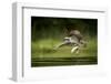Osprey (Pandion haliaetus) in flight catching a fish, Finland, July-Danny Green-Framed Photographic Print