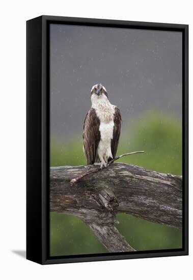 Osprey (Pandion Haliaetus) on Branch, Holding Stick, Cairngorms Np, Scotland, UK, July-Peter Cairns-Framed Stretched Canvas