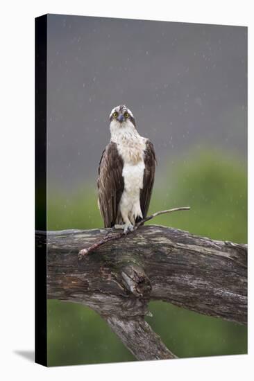 Osprey (Pandion Haliaetus) on Branch, Holding Stick, Cairngorms Np, Scotland, UK, July-Peter Cairns-Stretched Canvas