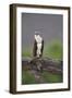 Osprey (Pandion Haliaetus) on Branch, Holding Stick, Cairngorms Np, Scotland, UK, July-Peter Cairns-Framed Premium Photographic Print