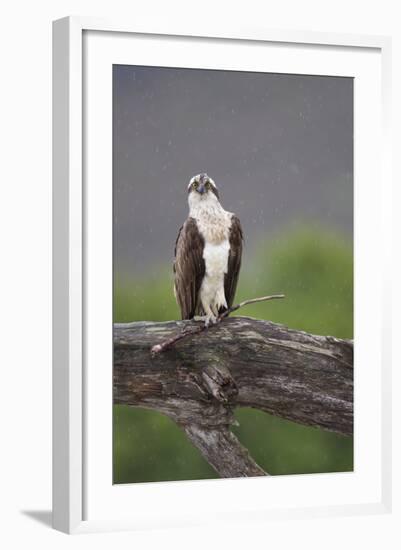 Osprey (Pandion Haliaetus) on Branch, Holding Stick, Cairngorms Np, Scotland, UK, July-Peter Cairns-Framed Photographic Print