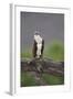 Osprey (Pandion Haliaetus) on Branch, Holding Stick, Cairngorms Np, Scotland, UK, July-Peter Cairns-Framed Photographic Print