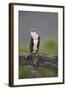 Osprey (Pandion Haliaetus) on Branch, Holding Stick, Cairngorms Np, Scotland, UK, July-Peter Cairns-Framed Photographic Print