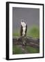 Osprey (Pandion Haliaetus) on Branch, Holding Stick, Cairngorms Np, Scotland, UK, July-Peter Cairns-Framed Photographic Print