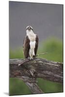 Osprey (Pandion Haliaetus) on Branch, Holding Stick, Cairngorms Np, Scotland, UK, July-Peter Cairns-Mounted Photographic Print