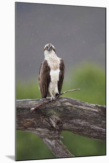 Osprey (Pandion Haliaetus) on Branch, Holding Stick, Cairngorms Np, Scotland, UK, July-Peter Cairns-Mounted Photographic Print