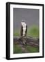 Osprey (Pandion Haliaetus) on Branch, Holding Stick, Cairngorms Np, Scotland, UK, July-Peter Cairns-Framed Photographic Print