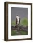 Osprey (Pandion Haliaetus) on Branch, Holding Stick, Cairngorms Np, Scotland, UK, July-Peter Cairns-Framed Photographic Print