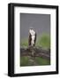 Osprey (Pandion Haliaetus) on Branch, Holding Stick, Cairngorms Np, Scotland, UK, July-Peter Cairns-Framed Photographic Print