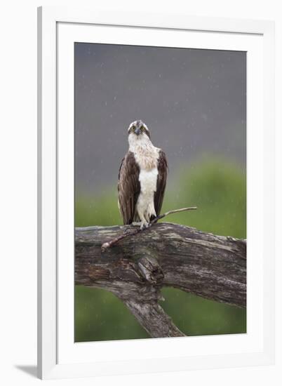 Osprey (Pandion Haliaetus) on Branch, Holding Stick, Cairngorms Np, Scotland, UK, July-Peter Cairns-Framed Photographic Print