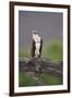 Osprey (Pandion Haliaetus) on Branch, Holding Stick, Cairngorms Np, Scotland, UK, July-Peter Cairns-Framed Photographic Print