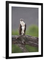 Osprey (Pandion Haliaetus) on Branch, Holding Stick, Cairngorms Np, Scotland, UK, July-Peter Cairns-Framed Photographic Print