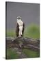 Osprey (Pandion Haliaetus) on Branch, Holding Stick, Cairngorms Np, Scotland, UK, July-Peter Cairns-Stretched Canvas