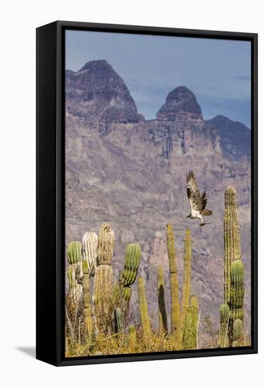 Osprey (Pandion Haliaetus) Taking Flight with Fish Near Honeymoon Bay-Michael Nolan-Framed Stretched Canvas