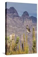 Osprey (Pandion Haliaetus) Taking Flight with Fish Near Honeymoon Bay-Michael Nolan-Stretched Canvas