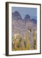 Osprey (Pandion Haliaetus) Taking Flight with Fish Near Honeymoon Bay-Michael Nolan-Framed Photographic Print