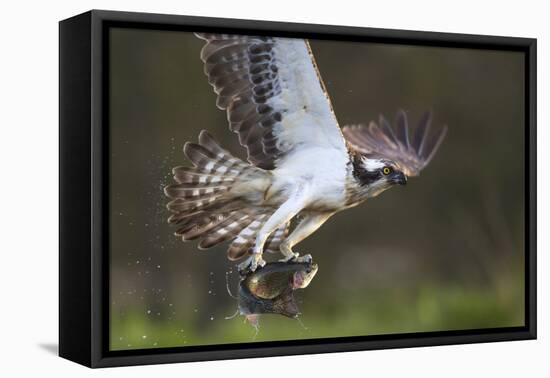 Osprey (Pandion Haliaetus) with Fish Prey, Cairngorms National Park, Scotland, UK, May-Peter Cairns-Framed Stretched Canvas