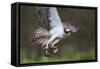 Osprey (Pandion Haliaetus) with Fish Prey, Cairngorms National Park, Scotland, UK, May-Peter Cairns-Framed Stretched Canvas