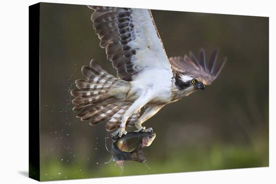 Osprey (Pandion Haliaetus) with Fish Prey, Cairngorms National Park, Scotland, UK, May-Peter Cairns-Stretched Canvas