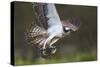 Osprey (Pandion Haliaetus) with Fish Prey, Cairngorms National Park, Scotland, UK, May-Peter Cairns-Stretched Canvas