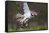 Osprey (Pandion Haliaetus) with Fish Prey, Cairngorms National Park, Scotland, UK, May-Peter Cairns-Framed Stretched Canvas