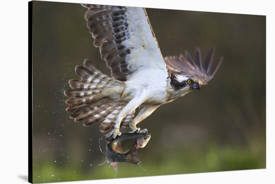 Osprey (Pandion Haliaetus) with Fish Prey, Cairngorms National Park, Scotland, UK, May-Peter Cairns-Stretched Canvas