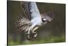 Osprey (Pandion Haliaetus) with Fish Prey, Cairngorms National Park, Scotland, UK, May-Peter Cairns-Stretched Canvas