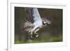 Osprey (Pandion Haliaetus) with Fish Prey, Cairngorms National Park, Scotland, UK, May-Peter Cairns-Framed Photographic Print