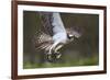 Osprey (Pandion Haliaetus) with Fish Prey, Cairngorms National Park, Scotland, UK, May-Peter Cairns-Framed Photographic Print