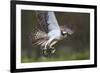 Osprey (Pandion Haliaetus) with Fish Prey, Cairngorms National Park, Scotland, UK, May-Peter Cairns-Framed Photographic Print