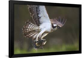 Osprey (Pandion Haliaetus) with Fish Prey, Cairngorms National Park, Scotland, UK, May-Peter Cairns-Framed Photographic Print